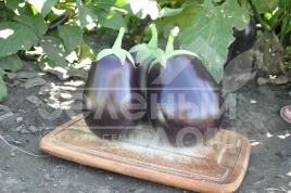 Семена баклажана Шерил F1 / Cheryl F1,100-110 дней купить оптом и в розницу в Украине по выгодной цене