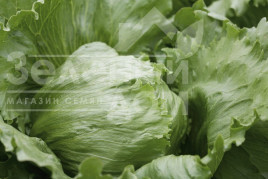 Насіння салату Платінас / Platinas купити оптом і в роздріб в Україні за вигідною ціною