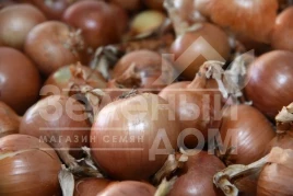 Лук репчатый Браун F1 / Brown F1 купить оптом и в розницу в Украине по выгодной цене
