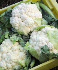 Семена капусты цветной Корлану F1 / Korlanu F1,75 дней купить оптом и в розницу в Украине по выгодной цене