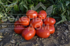 Насіння томатів 1892 F1 / 1892 F1, 120 днів купити оптом і в роздріб в Україні за вигідною ціною