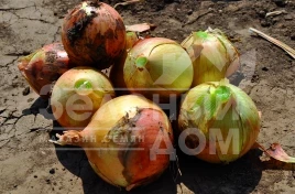 Лук репчатый Команч F1 / Comanche F1, 80-85 дней купить оптом и в розницу в Украине по выгодной цене