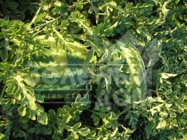 Семена арбуза Мэдисон F1 / Medison F1,64-68 дней купить оптом и в розницу в Украине по выгодной цене