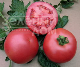Насіння томатів ВП-1 F1 / VP-1 F1,65-68 днів купити оптом і в роздріб в Україні за вигідною ціною