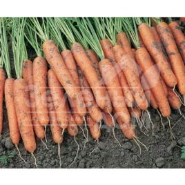 Семена моркови Каротина / Karotina,90-100 дней купить оптом и в розницу в Украине по выгодной цене