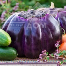 Семена баклажана Флоренция / Florence купить оптом и в розницу в Украине по выгодной цене