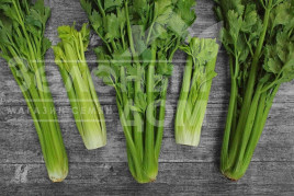 Насіння селери Дарклет F1 / Darklet F1 купити оптом і в роздріб в Україні за вигідною ціною