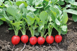 Насіння редису Преліто F1 / Prelito F1,20-22 дні купити оптом і в роздріб в Україні за вигідною ціною