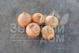 Лук репчатый Радар / Radar,250-260 дней купить оптом и в розницу в Украине по выгодной цене