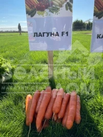 Семена моркови Лагуна F1 / Laguna F1,60-65 дней купить оптом и в розницу в Украине по выгодной цене