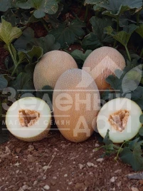 Семена дыни Оксана F1 / Oksana F1,65-70 дней купить оптом и в розницу в Украине по выгодной цене