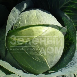 Семена капусты белокочанной Капорал F1 / Kaporal F1,85-100 дней купить оптом и в розницу в Украине по выгодной цене