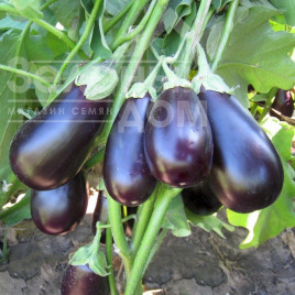 Насіння баклажанів Прадо F1 / Prado F1,90-100 днів купити оптом і в роздріб в Україні за вигідною ціною