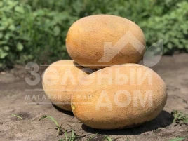 Семена дыни Раймонд F1 / Raymond F1,75 дней купить оптом и в розницу в Украине по выгодной цене