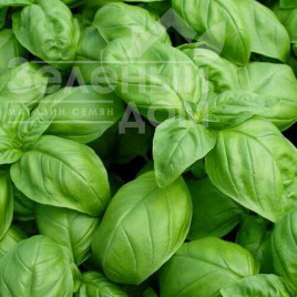 Насіння базиліка Геновезе / Genoveze купити оптом і в роздріб в Україні за вигідною ціною