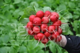 Семена редиса Диего F1 / Diego F1,22-23 дня купить оптом и в розницу в Украине по выгодной цене