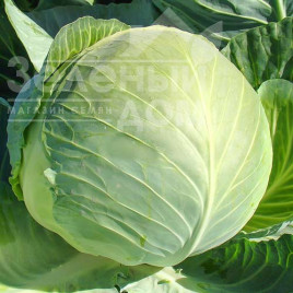 Насіння капусти білокачанної Харківська зимова / Kharkovskaya zymova купити оптом і в роздріб в Україні за вигідною ціною