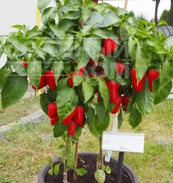 Семена сладкого перца Рела / Rela купить оптом и в розницу в Украине по выгодной цене