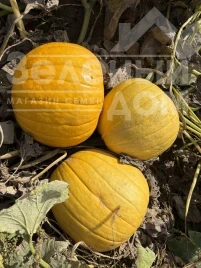 Тыква Лимонад F1 / Lymonad F1, 95-100 дней купить оптом и в розницу в Украине по выгодной цене