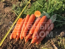 Семена моркови Олимпо F1 / Olimpo F1,115-25 дней купить оптом и в розницу в Украине по выгодной цене