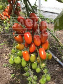 Насіння томатів Корбін F1 / Korbin F1 купити оптом і в роздріб в Україні за вигідною ціною