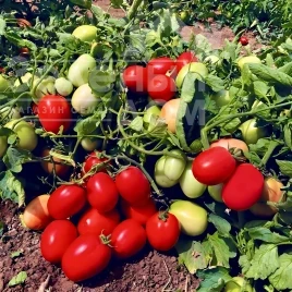 Семена томатов Супра F1 / Supra F1, 80-85 дней купить оптом и в розницу в Украине по выгодной цене