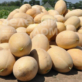 Насіння дині Ребекка F1 / Rebekka F1,67-71 день купити оптом і в роздріб в Україні за вигідною ціною