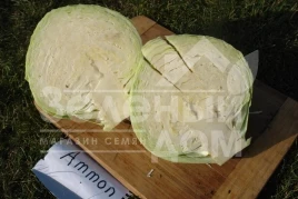 Семена капусты белокочанной Аммон F1 / Ammon F1,125-135 дней купить оптом и в розницу в Украине по выгодной цене