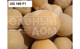 Насіння дині ЮГ 160 F1 / UG 160 F1 купити оптом і в роздріб в Україні за вигідною ціною