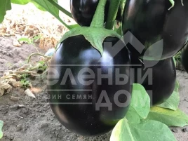 Семена баклажана Рафаэла F1 / Rafaela F1, 65 дней купить оптом и в розницу в Украине по выгодной цене