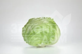 Семена салата Сантаринас / Santarinas купить оптом и в розницу в Украине по выгодной цене