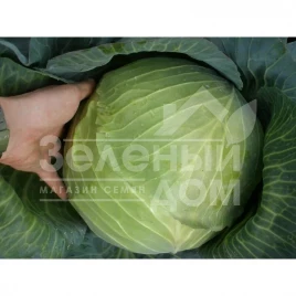 Семена капусты белокочанной Портоза F1 / Portoza F1,100-120 дней купить оптом и в розницу в Украине по выгодной цене