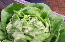 Семена салата Адинал / Adinal,65-75 дней купить оптом и в розницу в Украине по выгодной цене