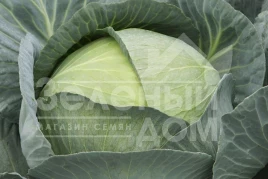 Семена капусты белокочанной Профессор F1 / Professor F1,115-120 дней купить оптом и в розницу в Украине по выгодной цене
