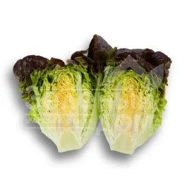 Семена салата Розайн / Rosaine купить оптом и в розницу в Украине по выгодной цене