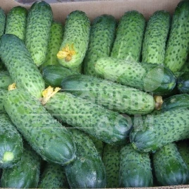 Семена огурцов Мамлюк F1 / Mamlyuk F1,40-42 дня купить оптом и в розницу в Украине по выгодной цене