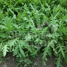 Семена рукколы Вайлд Рокет / Wild Rocket купить оптом и в розницу в Украине по выгодной цене