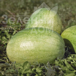 Насіння кавуна Банір (КС 1819) F1 / Banir (KS 1819) F1 купити оптом і в роздріб в Україні за вигідною ціною