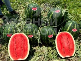 Семена арбуза Леджио F1 / Legio F1 купить оптом и в розницу в Украине по выгодной цене