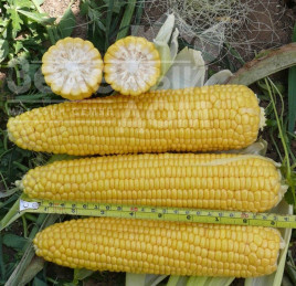 Насіння кукурудзи Леженд F1 / Legend F1,70-72 дні купити оптом і в роздріб в Україні за вигідною ціною