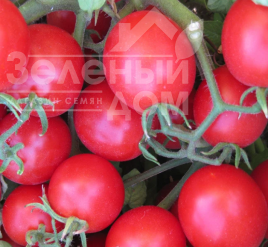 Насіння томатів Ачіко F1 / Achiko F1 купити оптом і в роздріб в Україні за вигідною ціною