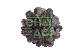 Насіння салату Клі / Klee купити оптом і в роздріб в Україні за вигідною ціною