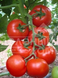 Семена томатов Джадело F1 / Jadelo F1,80-85 дней купить оптом и в розницу в Украине по выгодной цене