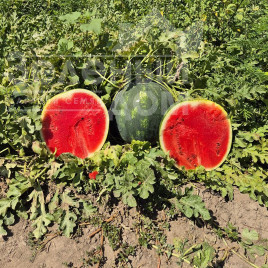 Насіння кавуна Синфонія F1 / Sinfoniya F1, 67-75 днів купити оптом і в роздріб в Україні за вигідною ціною