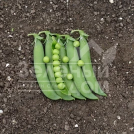 Семена гороха Глориверт / Glorivert, 58-60 дней купить оптом и в розницу в Украине по выгодной цене