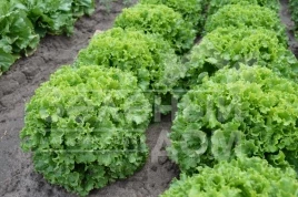 Семена салата Вайдоза / Vaydoza купить оптом и в розницу в Украине по выгодной цене