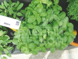 Семена базилика Эдвина / Edwina купить оптом и в розницу в Украине по выгодной цене