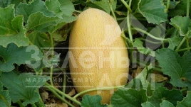 Семена дыни Мазин F1 / Mazin F1,60 дней купить оптом и в розницу в Украине по выгодной цене