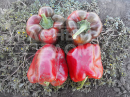 Насіння солодкого перцю Трік F1 / Trik F1,80 днів купити оптом і в роздріб в Україні за вигідною ціною