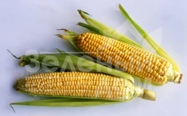 Семена кукурузы Ноа F1 (SH2) / Noa F1 (SH2),72-73 дня купить оптом и в розницу в Украине по выгодной цене